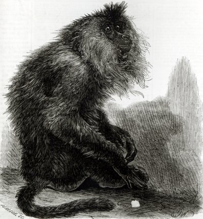 The Indian Waderoo Monkey (Silenus Veter) indgraveret af Pearson, oktober 1859 af English School
